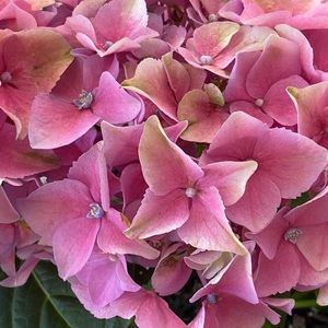 MAJOR PURGE HAPPENING 🌸